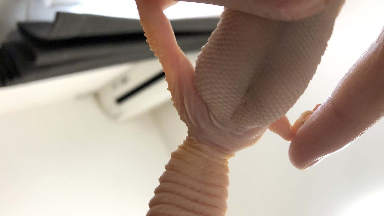 ホームズ ヒョウモントカゲモドキ レオパ の飼い方まとめ レオパと幸せに暮らそう 暮らし方から物件探し