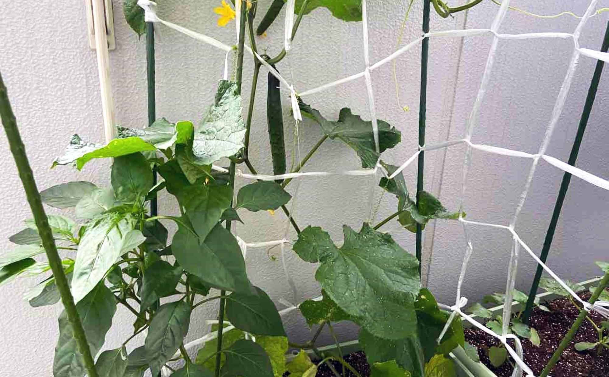 ホームズ プランターで野菜を育てよう ベランダ家庭菜園の魅力と始め方 暮らし方から物件探し
