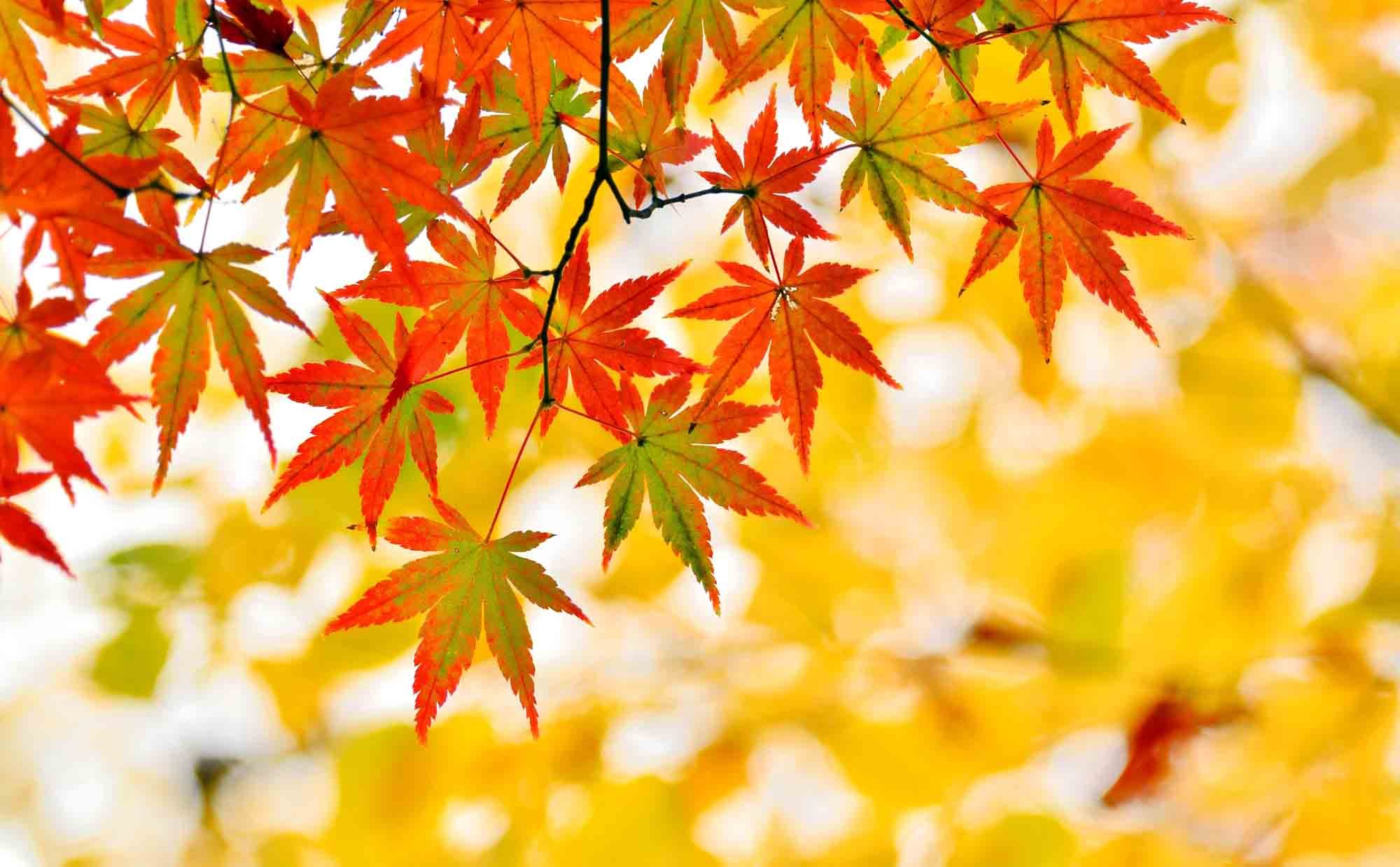 ホームズ おうちで紅葉狩りをするには 紅葉樹木の種類と家庭での楽しみ方 暮らし方から物件探し