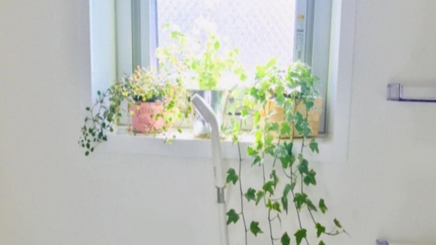 ホームズ 観葉植物 風水でお部屋の運気をアップしよう 植物を選ぶポイントと置き場所とは 暮らし方から物件探し