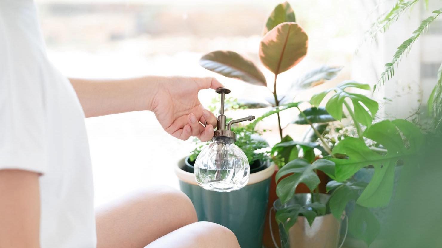 ホームズ 観葉植物 風水でお部屋の運気をアップしよう 植物を選ぶポイントと置き場所とは 暮らし方から物件探し