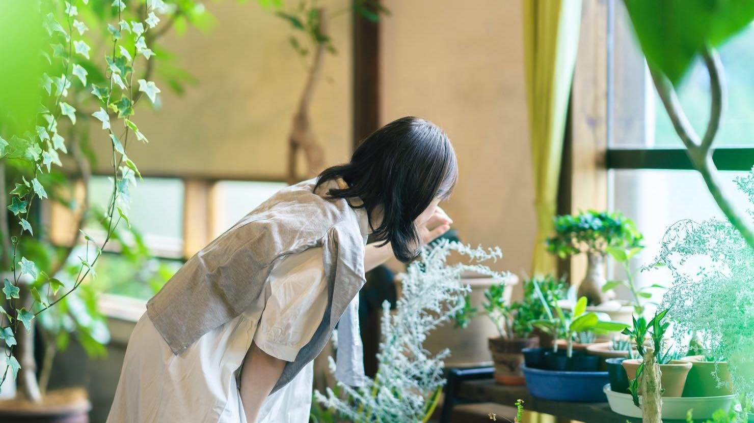 ホームズ 観葉植物 風水でお部屋の運気をアップしよう 植物を選ぶポイントと置き場所とは 暮らし方から物件探し