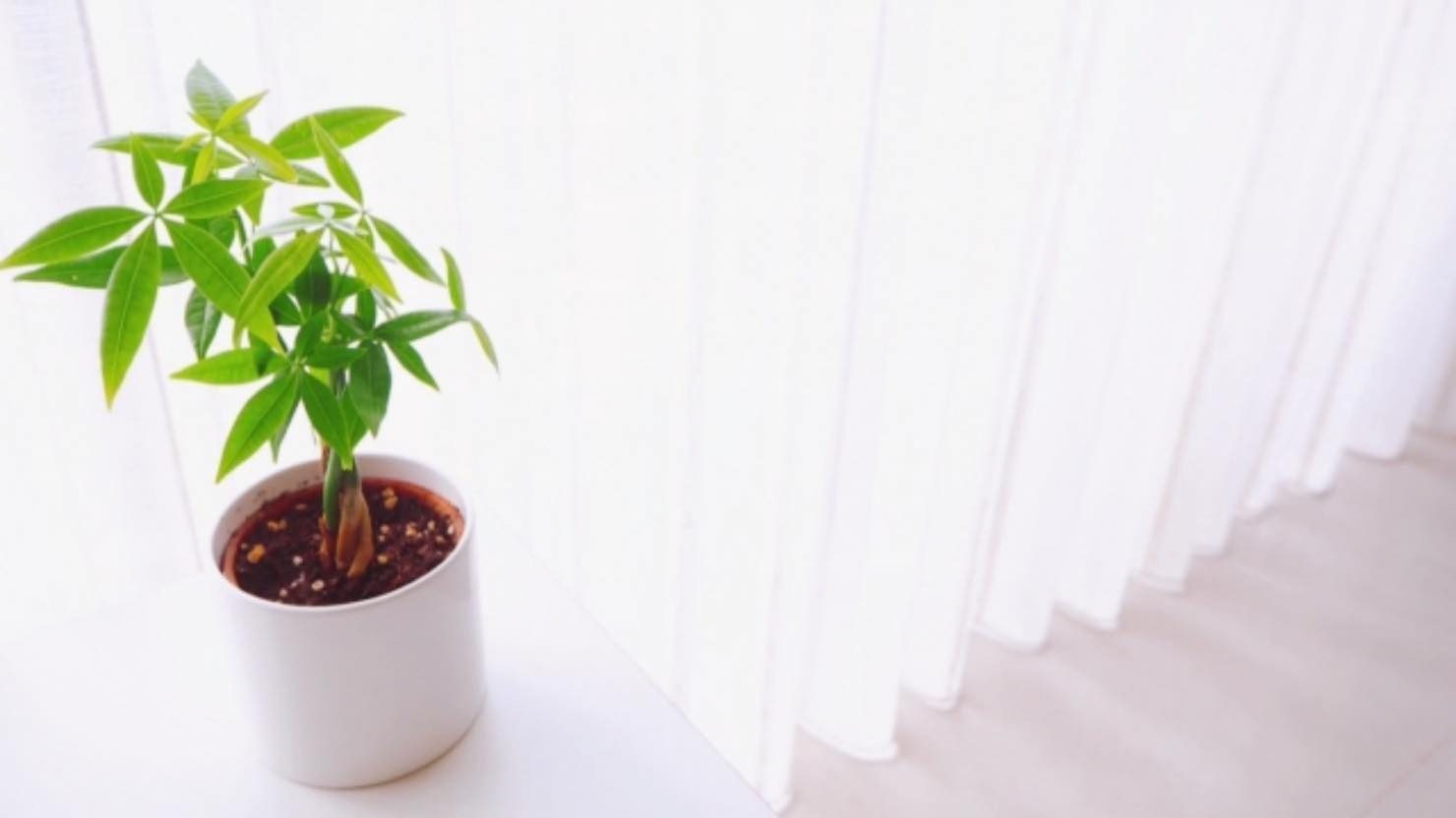 ホームズ 観葉植物 風水でお部屋の運気をアップしよう 植物を選ぶポイントと置き場所とは 暮らし方から物件探し ホームズ 観葉植物 風水でお部屋の運気をアップしよう 植物を選ぶポイントと置き場所とは 暮らし方から物件探し