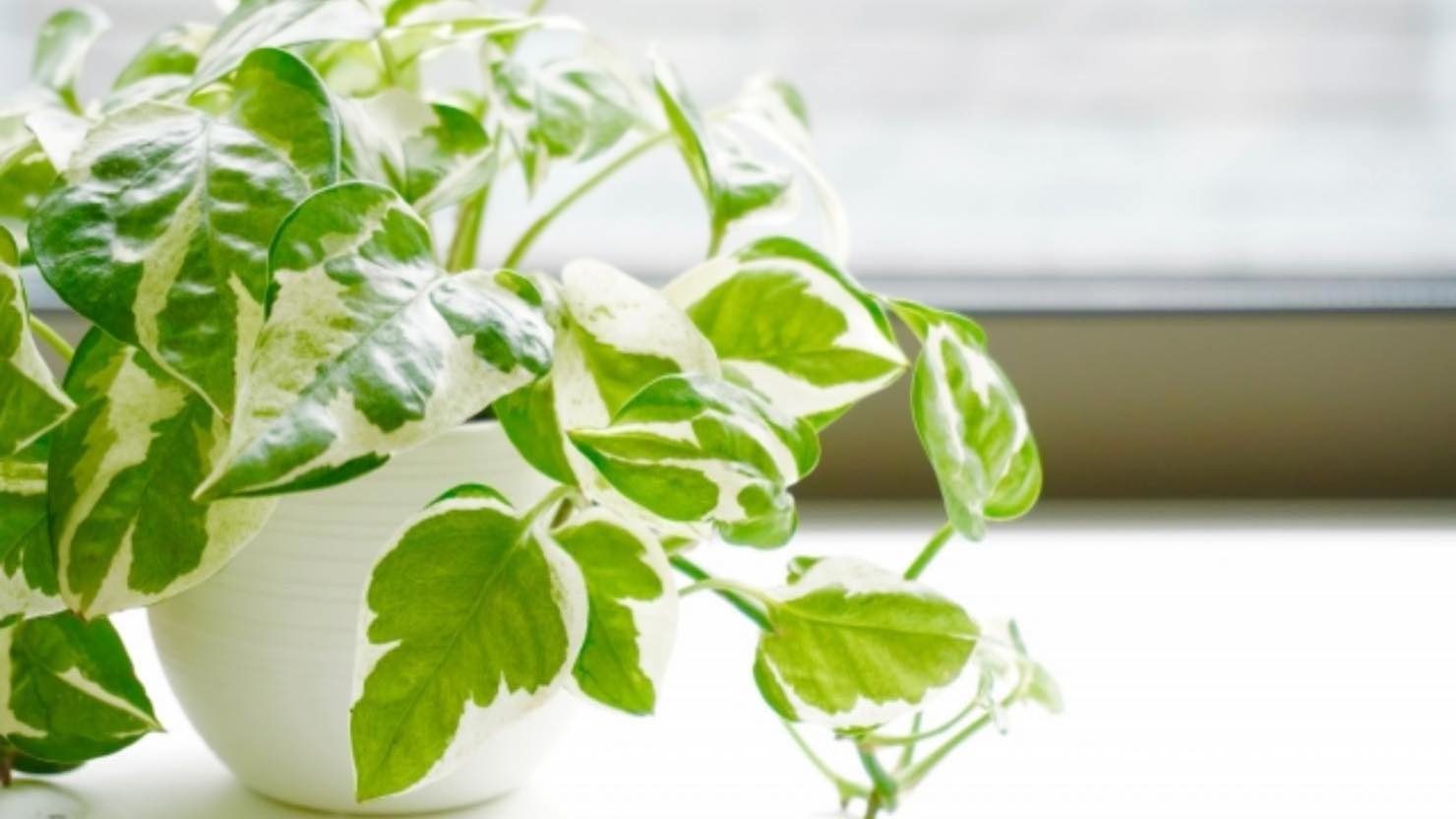 ホームズ 観葉植物 風水でお部屋の運気をアップしよう 植物を選ぶポイントと置き場所とは 暮らし方から物件探し