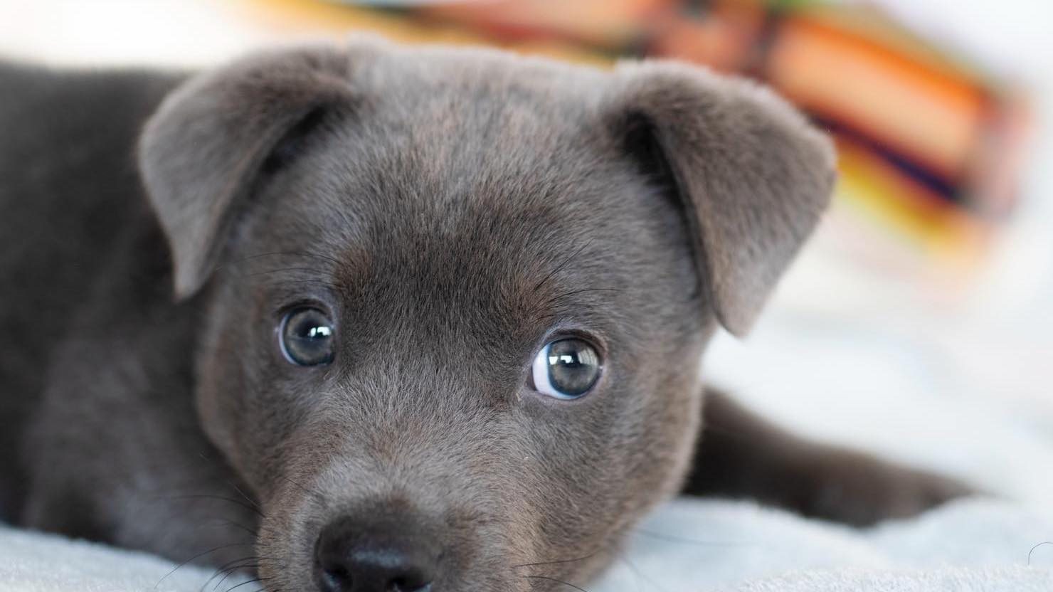 大型犬と暮らしたい マンションで快適に暮らすためのポイントと注意点 暮らし方から物件探し 大型犬と暮らしたい マンションで快適に暮らすためのポイントと注意点 暮らし方から物件探し