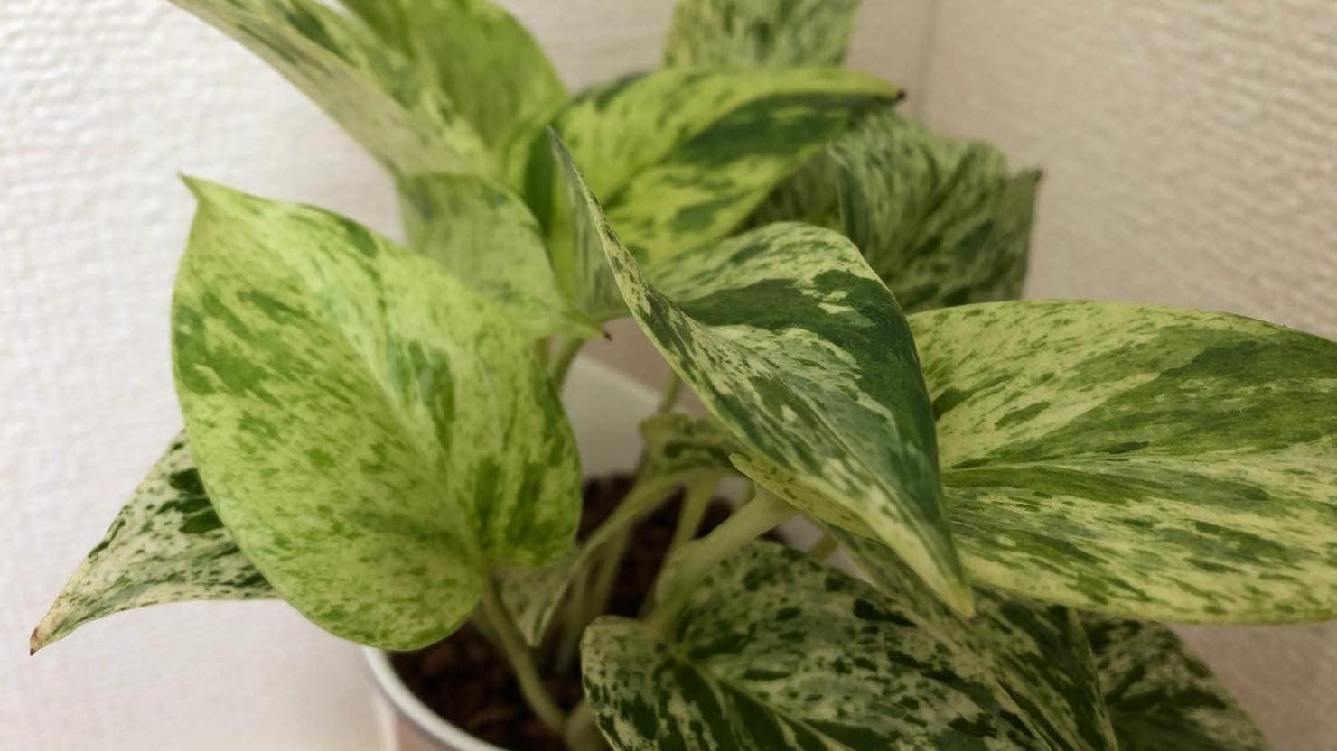 ホームズ 観葉植物ポトスの育て方 水栽培 増やし方 長く育てるポイントをご紹介 暮らし方から物件探し