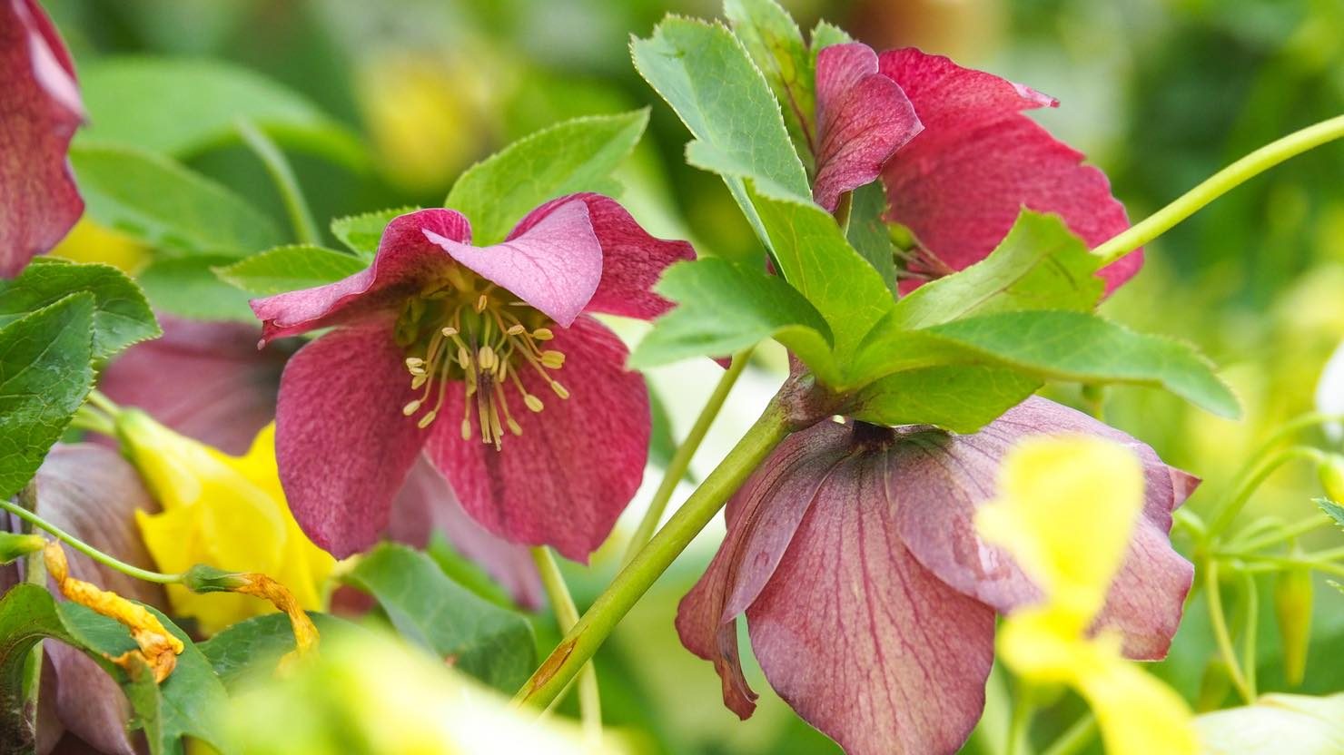 ホームズ おしゃれなミニ花壇を自宅で作ろう ミニ花壇におすすめの花と準備するもの 暮らし方から物件探し ホームズ おしゃれなミニ花壇を自宅で作ろう ミニ花壇におすすめの花と準備するもの 暮らし方から物件探し