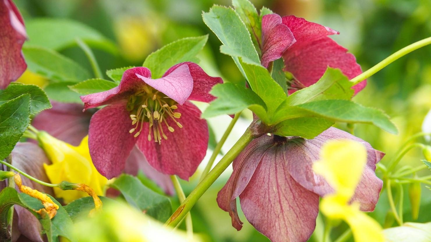 ホームズ おしゃれなミニ花壇を自宅で作ろう ミニ花壇におすすめの花と準備するもの 暮らし方から物件探し