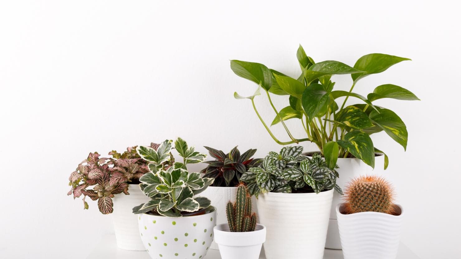 ホームズ 観葉植物の植え替え方法は 失敗しないコツや時期を知っておこう 暮らし方から物件探し