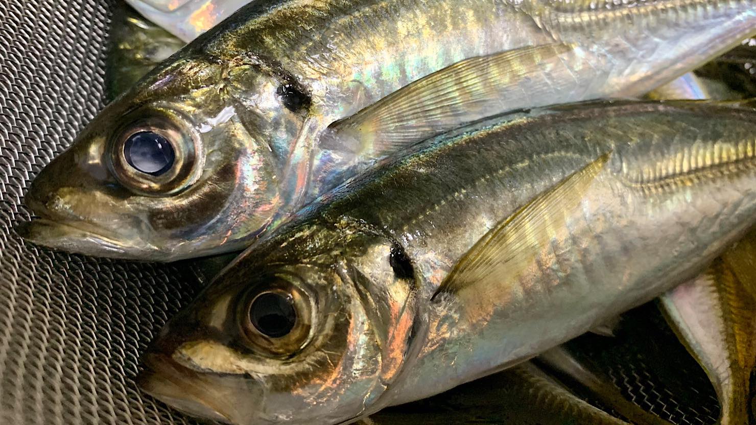 ホームズ 春に釣れる魚とおすすめの調理法 メバル 真鯛 真鯵など旬の味を楽しもう 暮らし方から物件探し