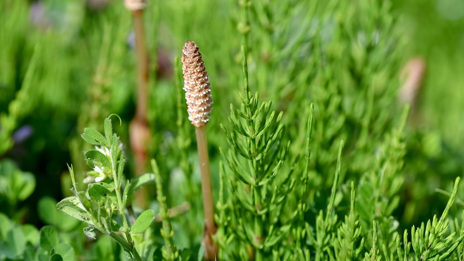 食べられる春の野草を摘んで調理してみませんか 和食料理人の旬の楽しみ方 暮らし方から物件探し