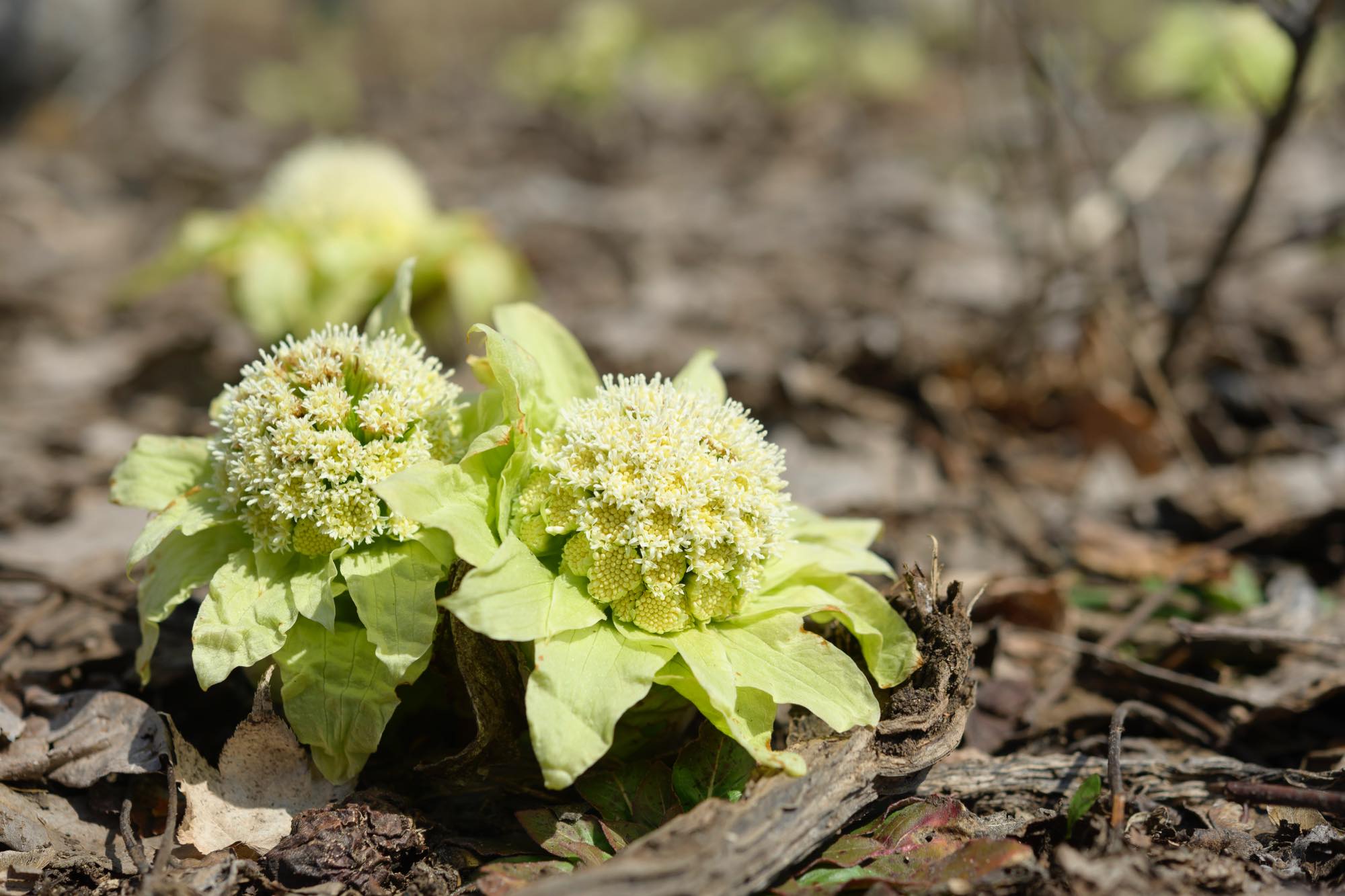 食べられる春の野草を摘んで調理してみませんか 和食料理人の旬の楽しみ方 暮らし方から物件探し