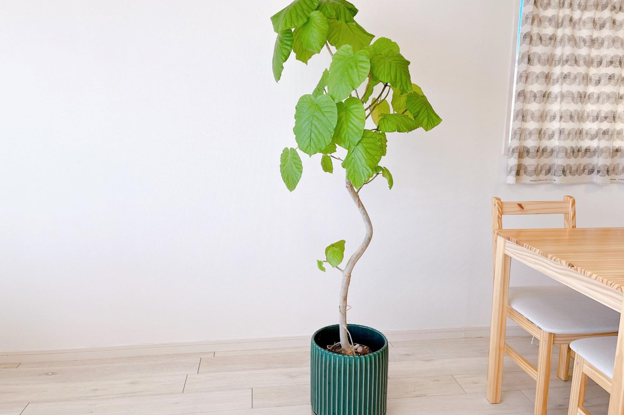 ホームズ 観葉植物フィカスを育てた体験談 育て方のコツ 必要な物 適した環境 増やし方をご紹介 暮らし方から物件探し