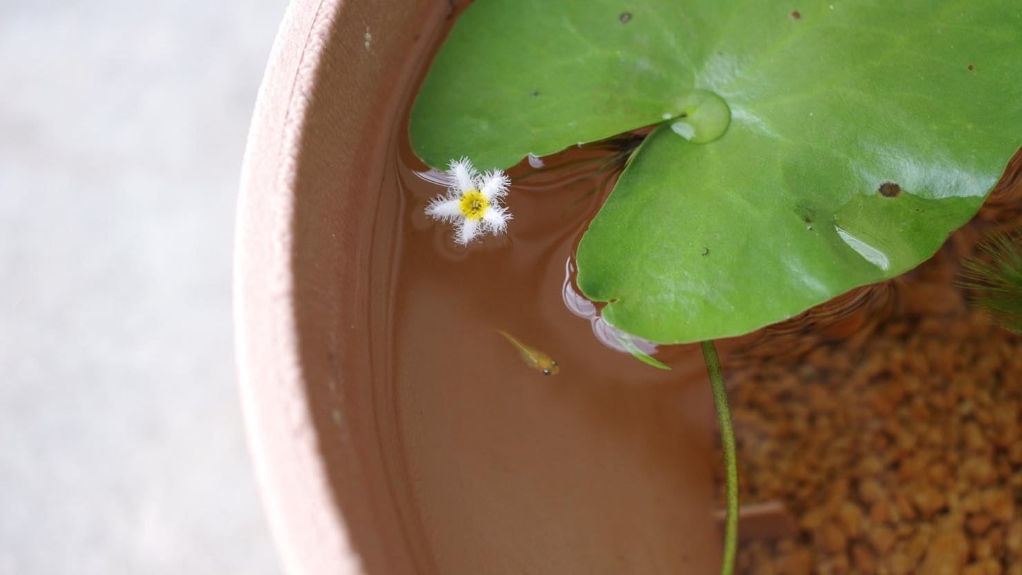 ホームズ 睡蓮鉢でのビオトープの作り方 必要な物 おすすめの水草や生き物 注意点を紹介します 暮らし方から物件探し