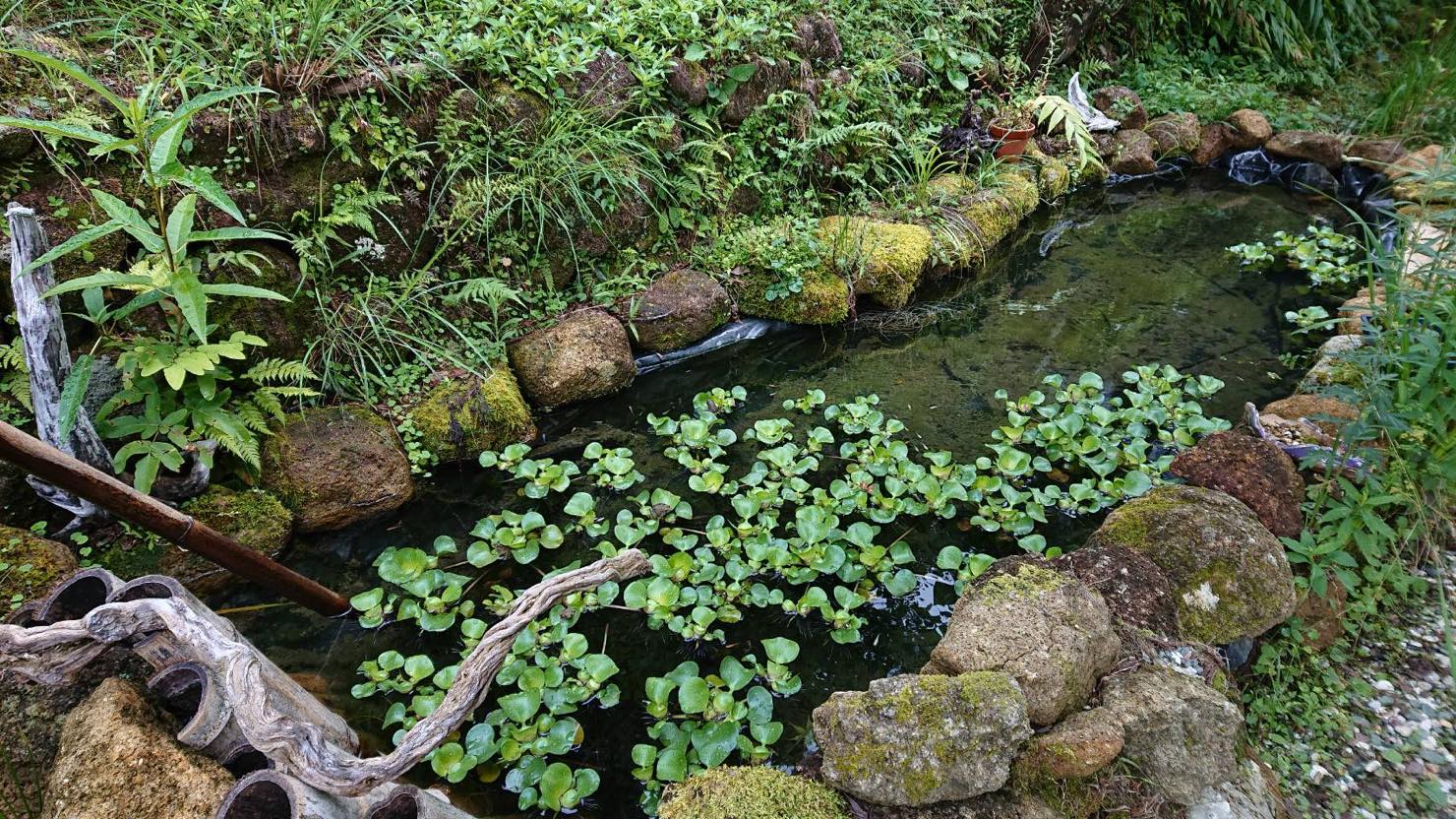 ホームズ 睡蓮鉢でのビオトープの作り方 必要な物 おすすめの水草や生き物 注意点を紹介します 暮らし方から物件探し