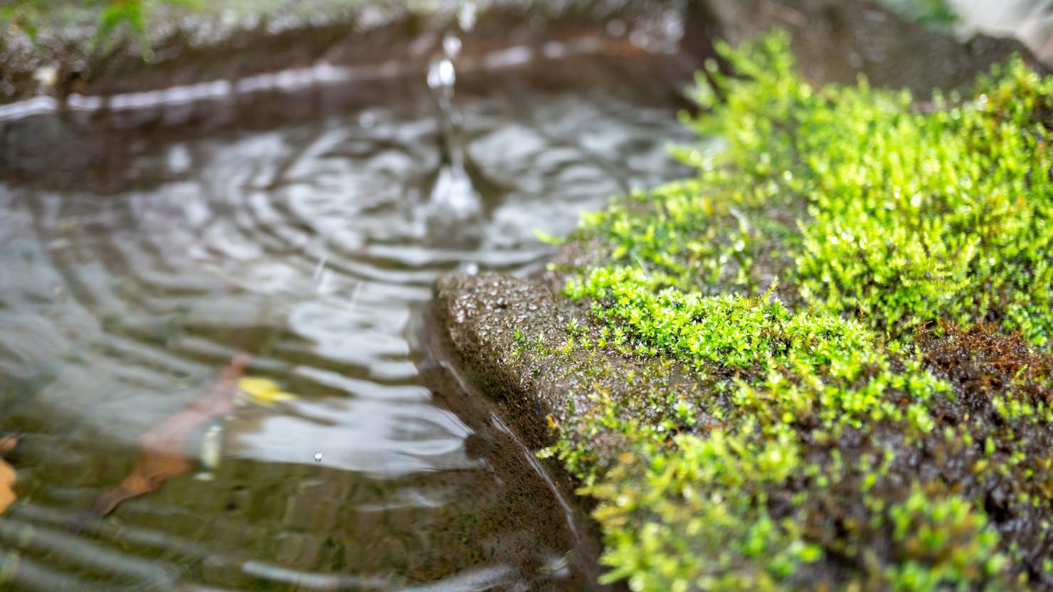 ホームズ 睡蓮鉢でのビオトープの作り方 必要な物 おすすめの水草や生き物 注意点を紹介します 暮らし方から物件探し