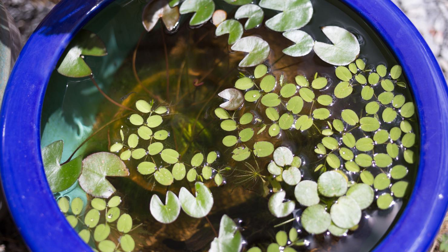 ホームズ 睡蓮鉢でのビオトープの作り方 必要な物 おすすめの水草や生き物 注意点を紹介します 暮らし方から物件探し