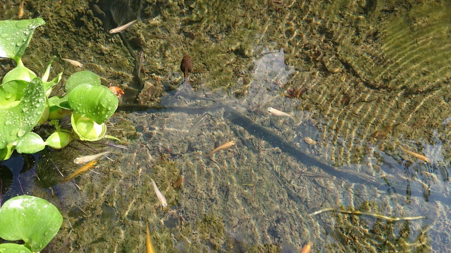ホームズ 睡蓮鉢でのビオトープの作り方 必要な物 おすすめの水草や生き物 注意点を紹介します 暮らし方から物件探し ホームズ 睡蓮鉢でのビオトープの作り方 必要な物 おすすめの水草や生き物 注意点を紹介します 暮らし方から物件探し