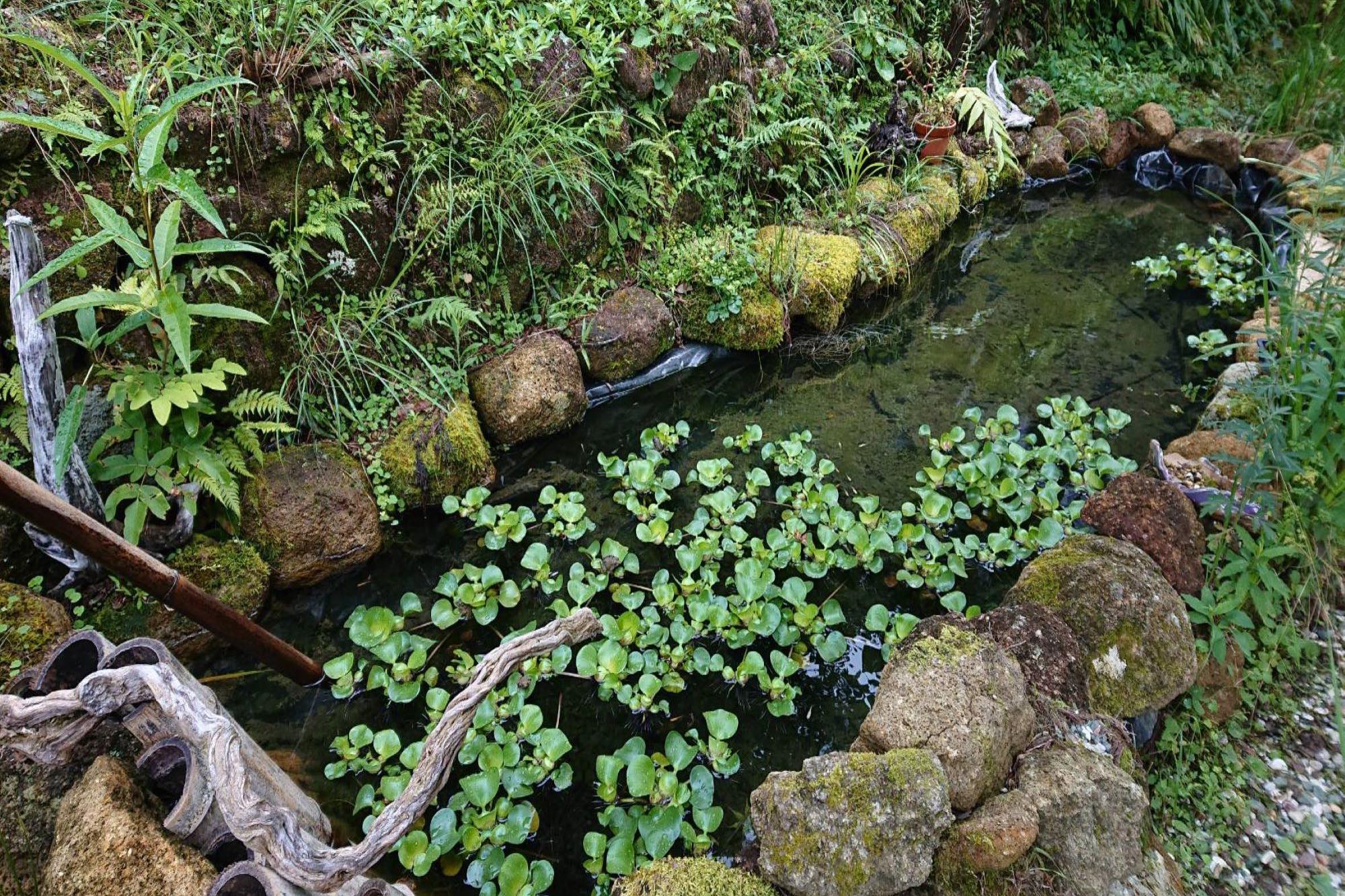 ホームズ 睡蓮鉢でのビオトープの作り方 必要な物 おすすめの水草や生き物 注意点を紹介します 暮らし方から物件探し