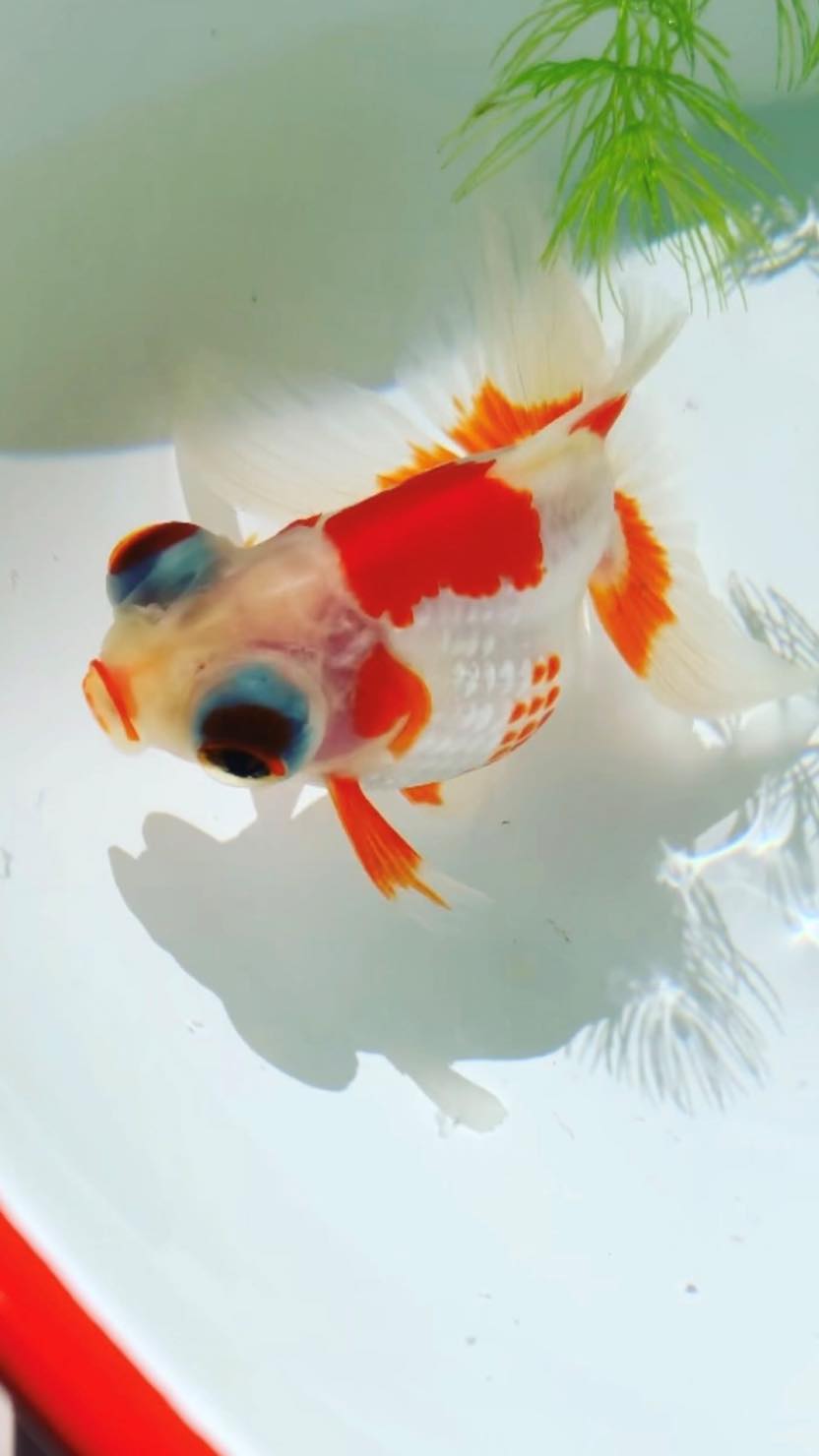 ホームズ どんぶり金魚との暮らし 魅力 合う金魚の種類 注意点などをご紹介 暮らし方から物件探し