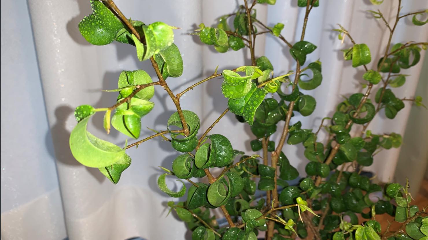 ホームズ ベンジャミンの育て方や適した環境とは お家で観葉植物を楽しもう 暮らし方から物件探し