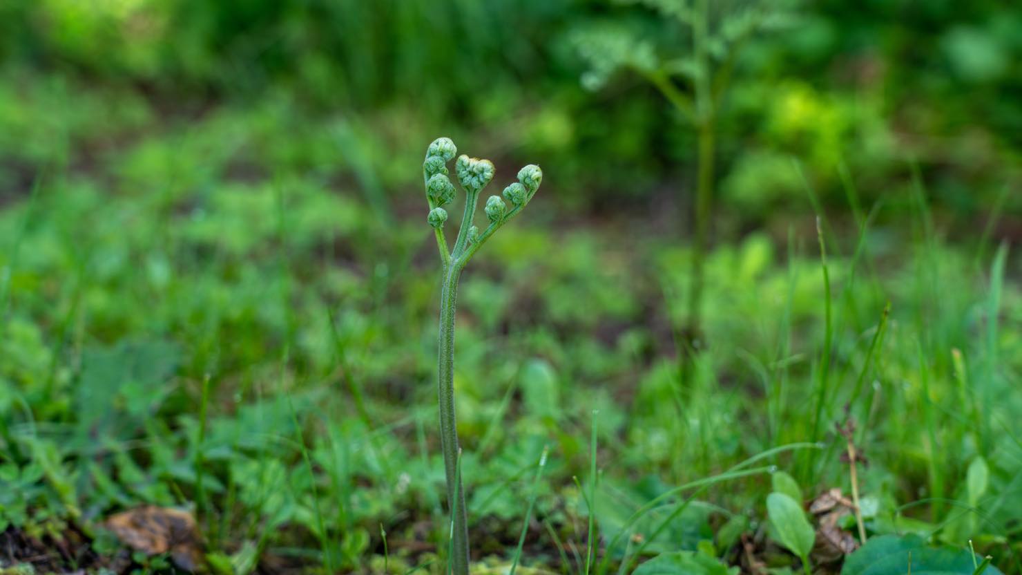 ホームズ 食べられる夏の野草を調理して野山の香りを食卓に 暮らし方から物件探し