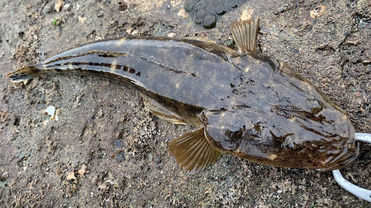 ホームズ 夏に釣れる魚のおすすめ調理方法を紹介 タチウオなど旬の味を楽しもう 暮らし方から物件探し