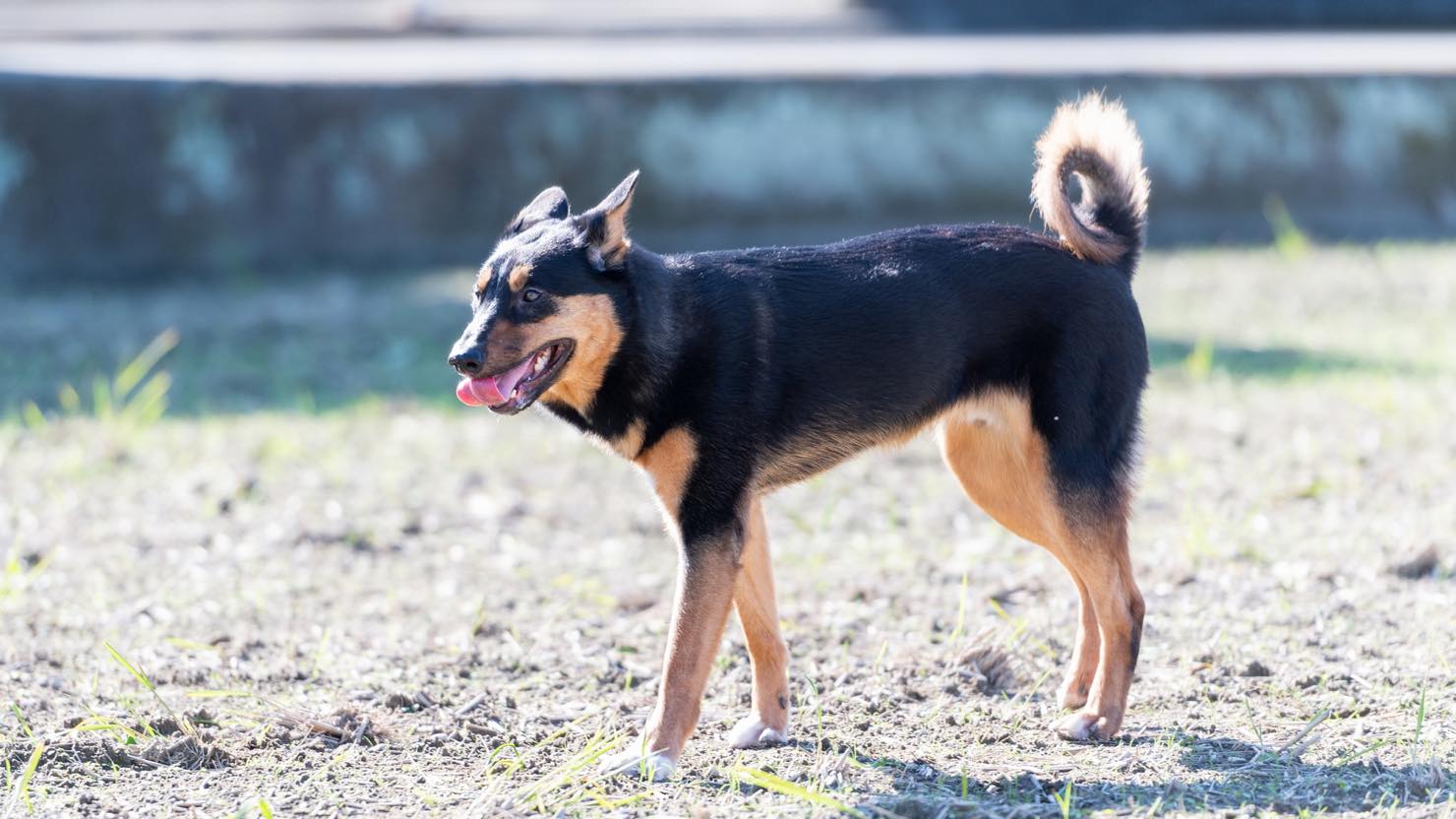 保護犬の飼育は難しいって本当 スムーズな迎え方や飼い方の注意点 暮らし方から物件探し