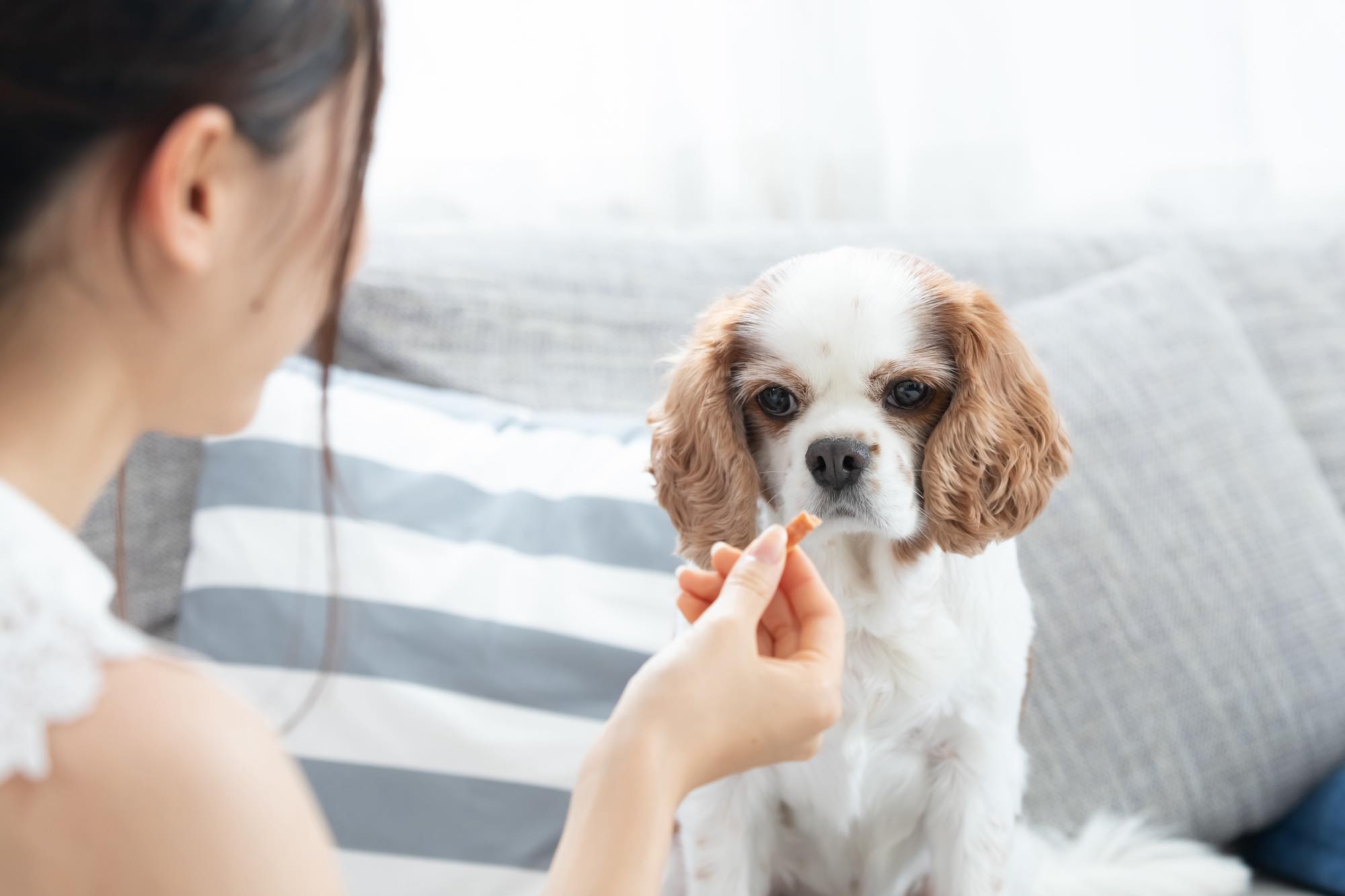 保護犬の飼育は難しいって本当 スムーズな迎え方や飼い方の注意点 暮らし方から物件探し
