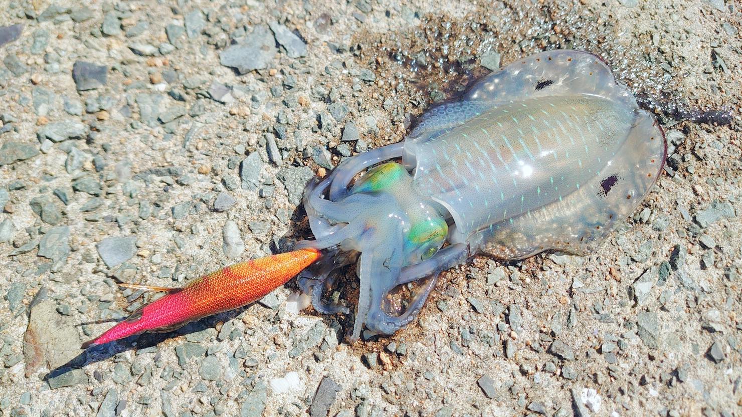 エギング超入門 イカの釣り方やおすすめの調理法を紹介 暮らし方から物件探し
