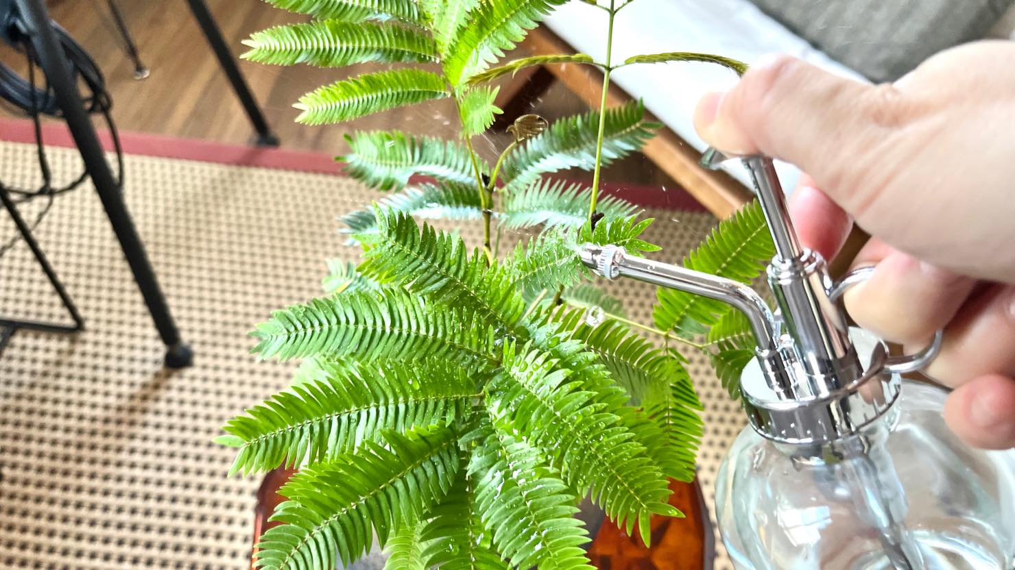 ホームズ 夜に眠る不思議な観葉植物 エバーフレッシュ 魅力や育て方のコツを紹介 暮らし方から物件探し