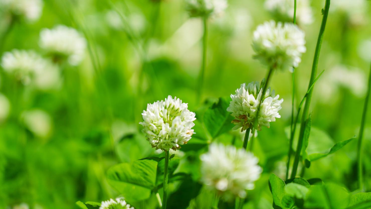 ホームズ 秋の 食べられる野草 って何がある 自然を食で楽しむ暮らしのすすめ 暮らし方から物件探し