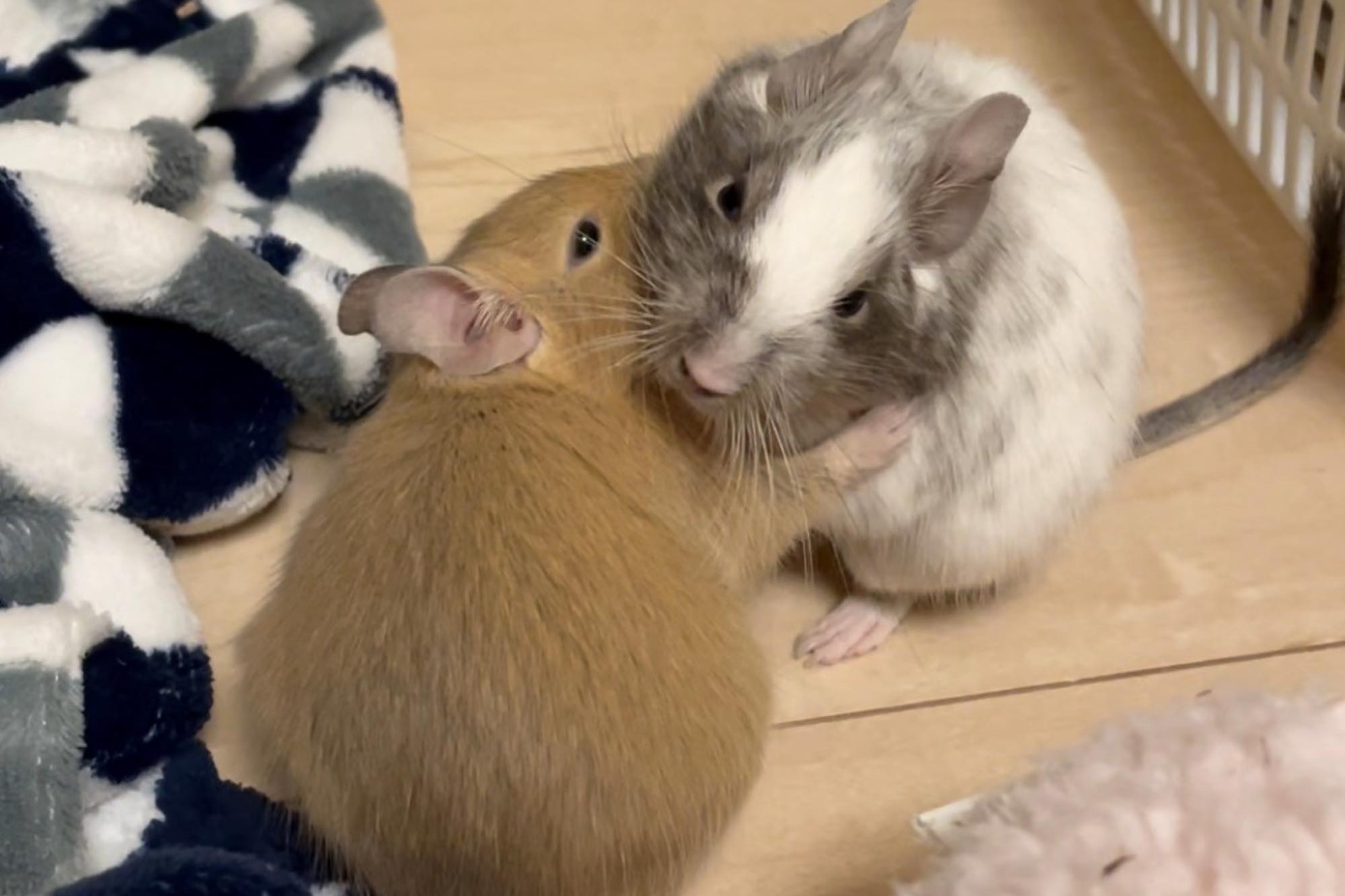 ペットのネズミの世話をする方法