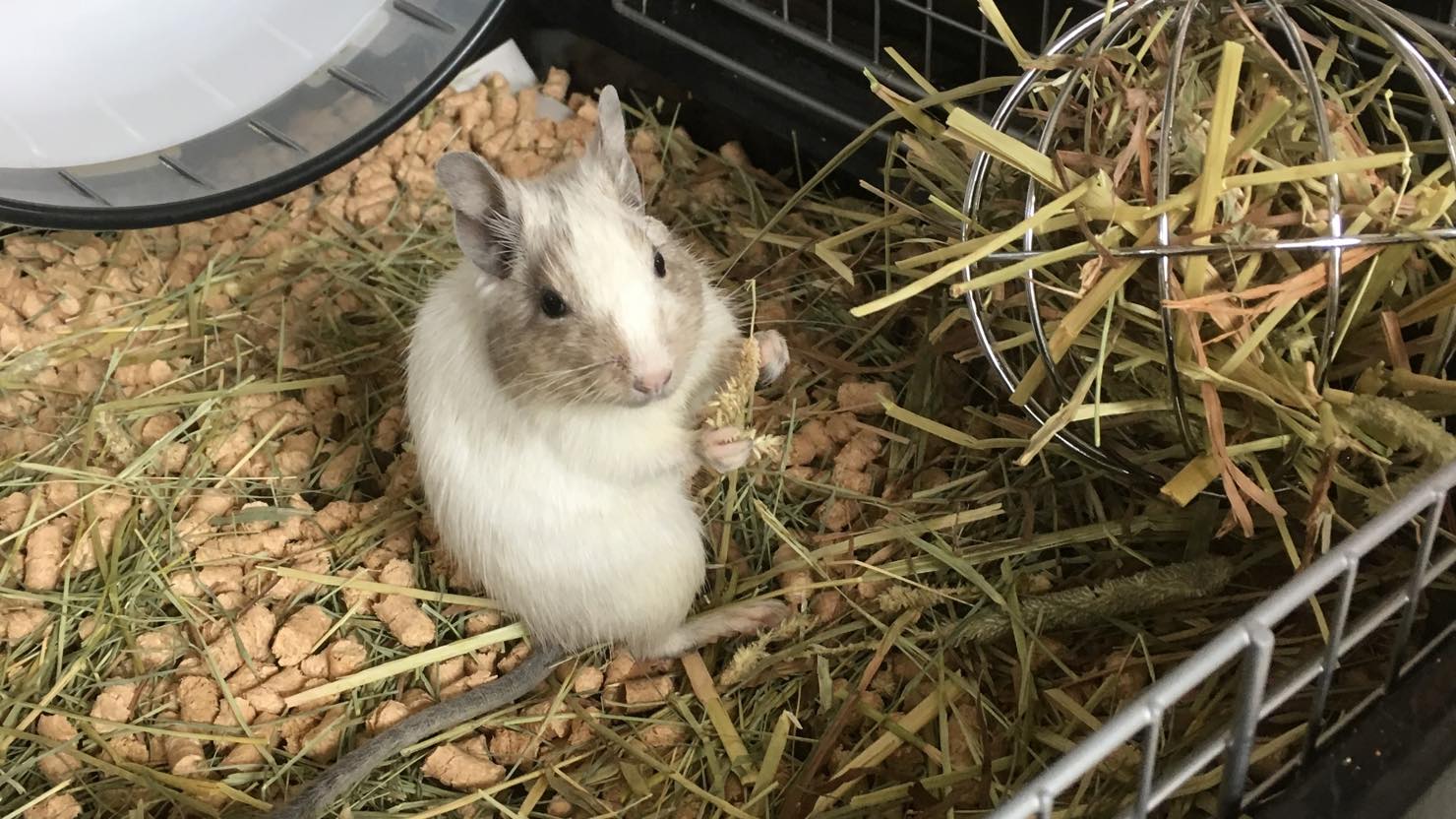 ホームズ デグーの飼い方ガイド 性格 寿命 お世話の仕方 飼育に必要なグッズを飼い主が解説します 暮らし方から物件探し