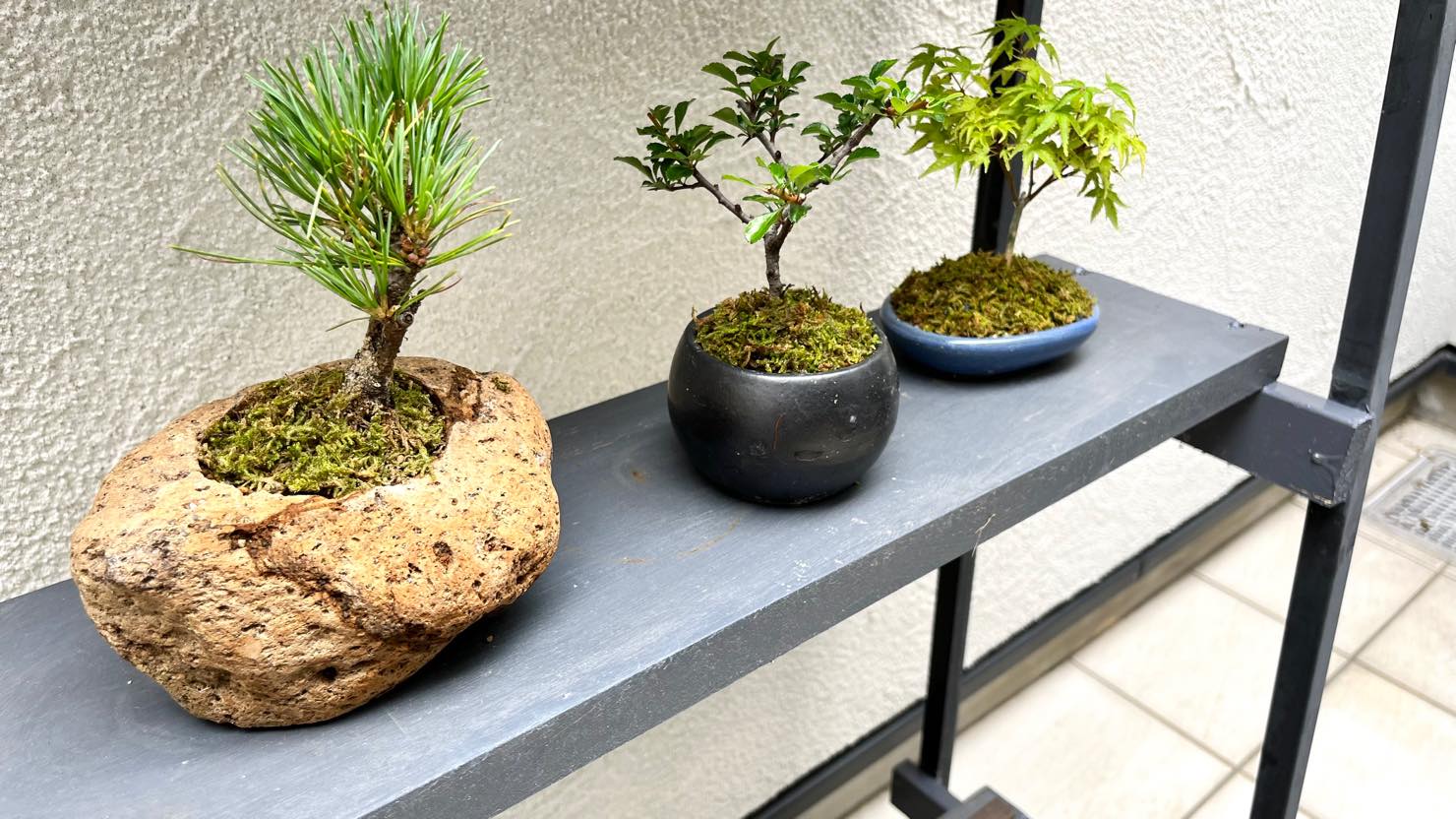 ホームズ 盆栽 は自然とつながる生きたアート 趣味としての魅力や育て方を紹介 暮らし方から物件探し