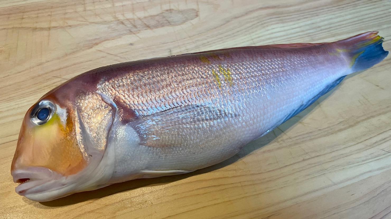 ホームズ 人気の アマダイ釣り に挑戦しよう 釣り方のコツ さばき方 おすすめの調理法を紹介 暮らし方から物件探し
