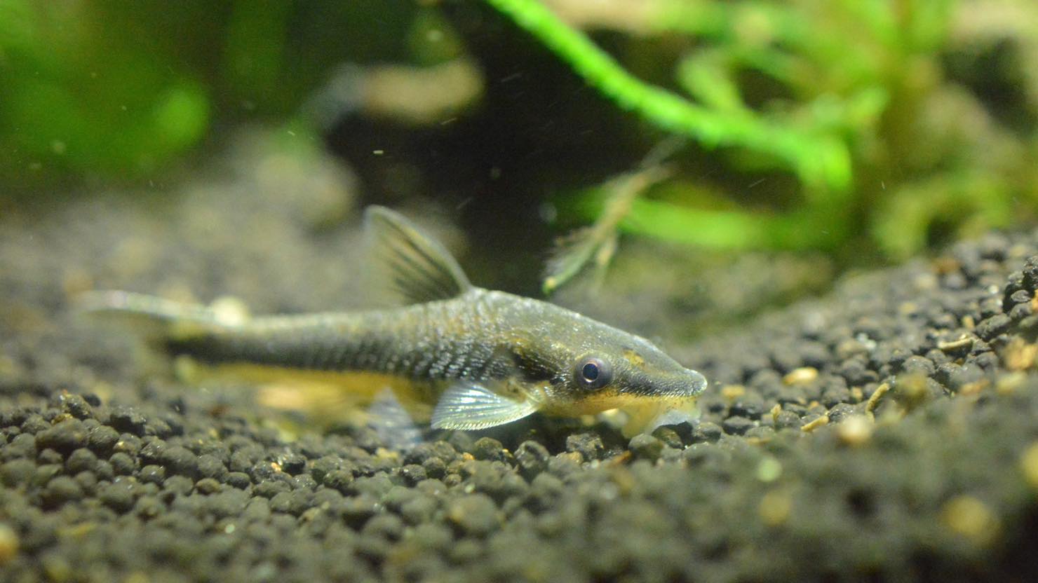 ホームズ 熱帯魚 ベタ の飼い方 おすすめの種類 飼育に向いている住まいまとめ 暮らし方から物件探し