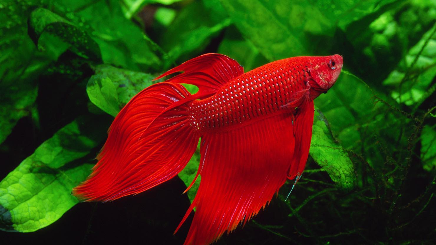 熱帯魚 ベタ の飼い方 おすすめの種類 飼育に向いている住まいまとめ 暮らし方から物件探し