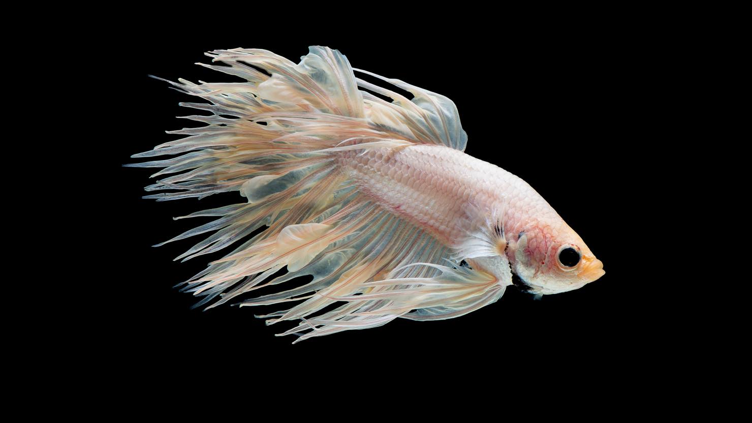 熱帯魚 ベタ の飼い方 おすすめの種類 飼育に向いている住まいまとめ 暮らし方から物件探し