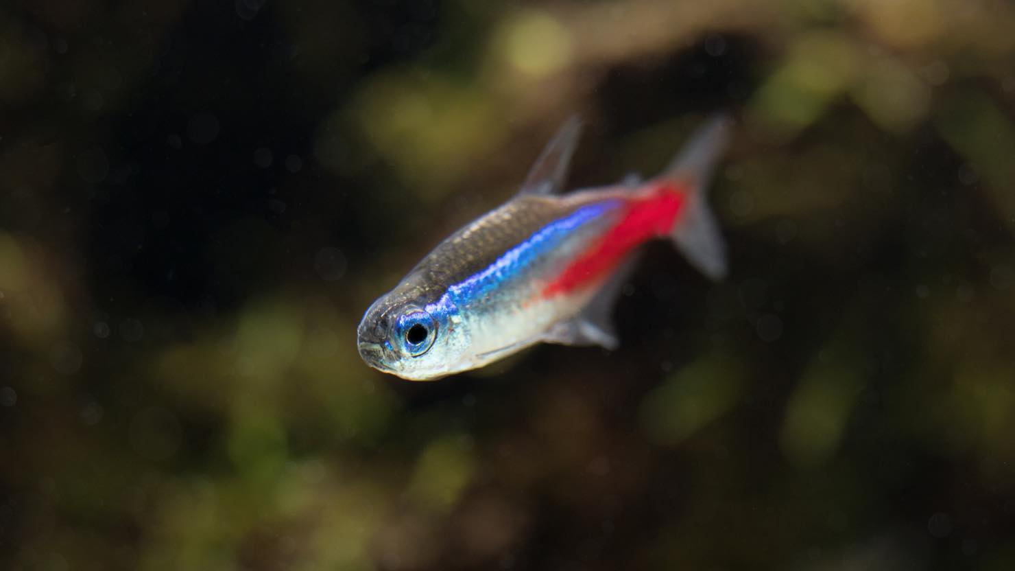 ホームズ】熱帯魚「ベタ」の飼い方・おすすめの種類・飼育に向いている住まいまとめ｜暮らし方から物件探し