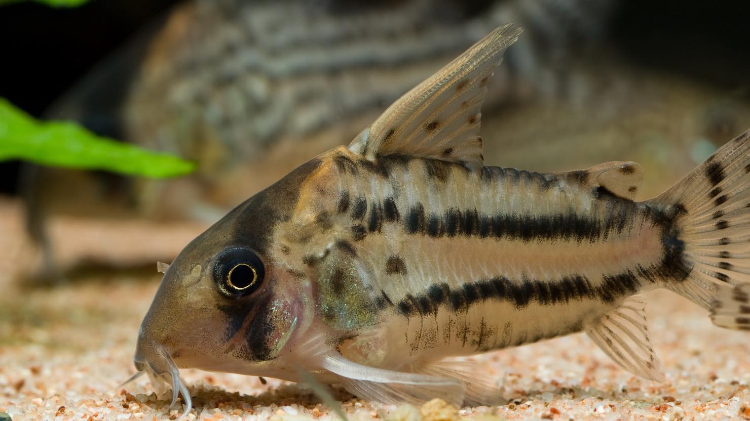 ホームズ 熱帯魚 ベタ の飼い方 おすすめの種類 飼育に向いている住まいまとめ 暮らし方から物件探し