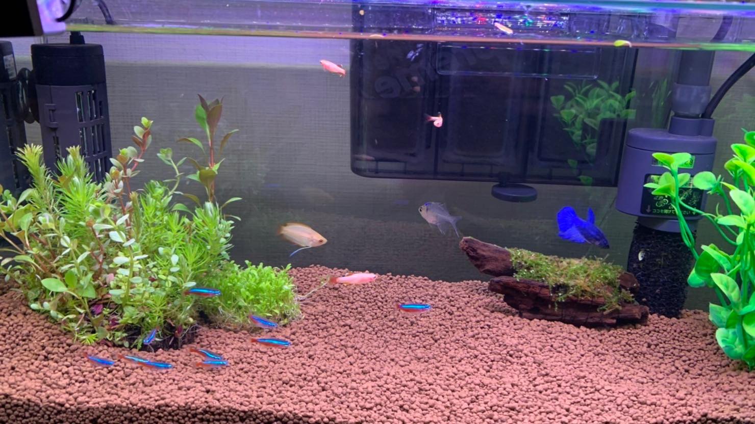 熱帯魚 ベタ の飼い方 おすすめの種類 飼育に向いている住まいまとめ 暮らし方から物件探し