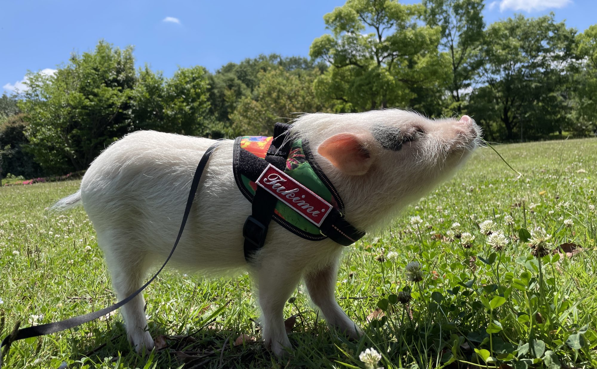 マイクロブタ との暮らし 飼い方 値段 ペットとしての魅力まとめ 暮らし方から物件探し