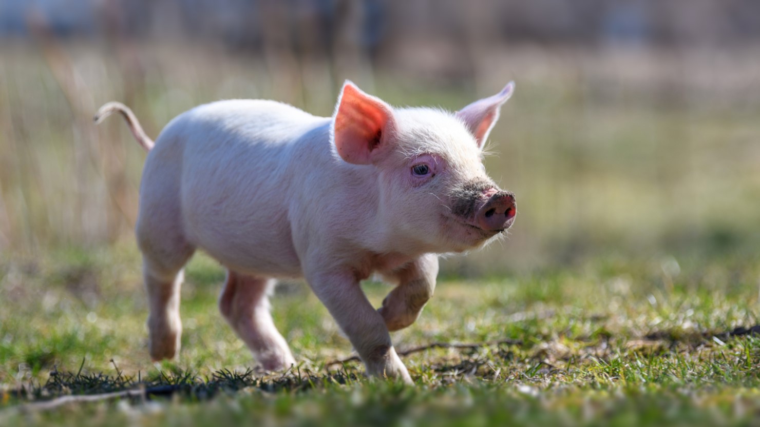 マイクロブタ との暮らし 飼い方 値段 ペットとしての魅力まとめ 暮らし方から物件探し