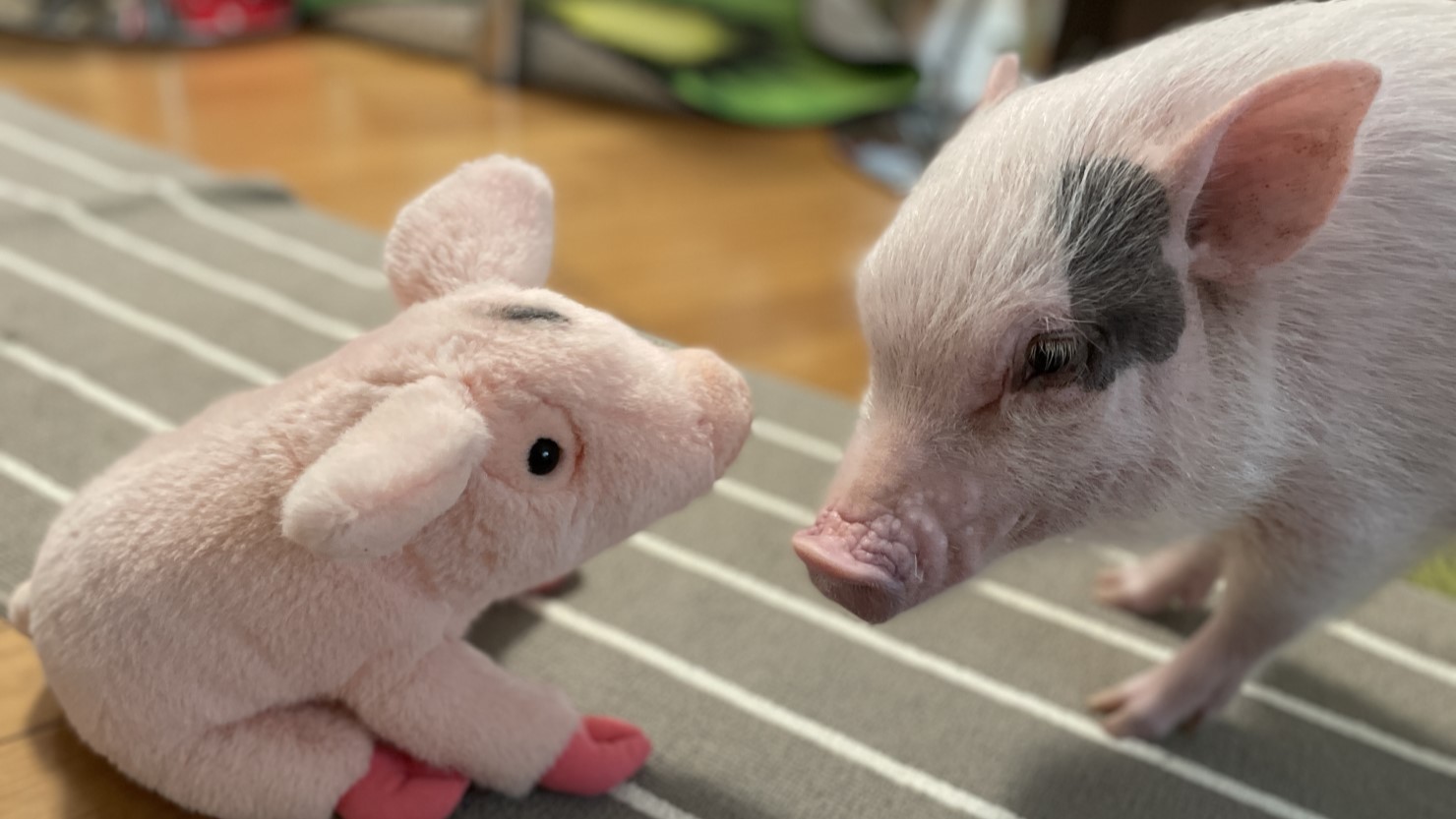 マイクロブタ との暮らし 飼い方 値段 ペットとしての魅力まとめ 暮らし方から物件探し