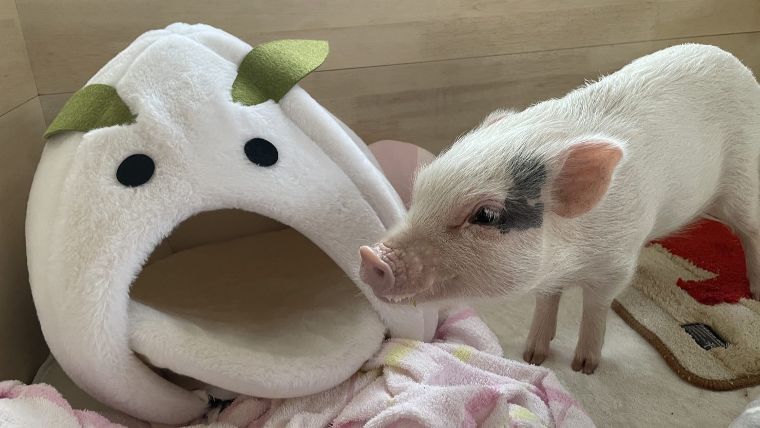 マイクロブタ との暮らし 飼い方 値段 ペットとしての魅力まとめ 暮らし方から物件探し
