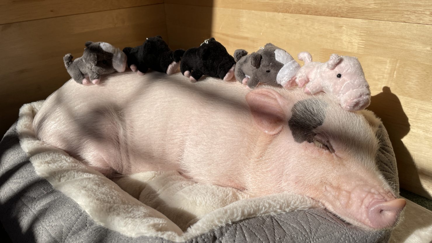 マイクロブタ との暮らし 飼い方 値段 ペットとしての魅力まとめ 暮らし方から物件探し マイクロブタ との暮らし 飼い方 値段 ペットとしての魅力まとめ 暮らし方から物件探し