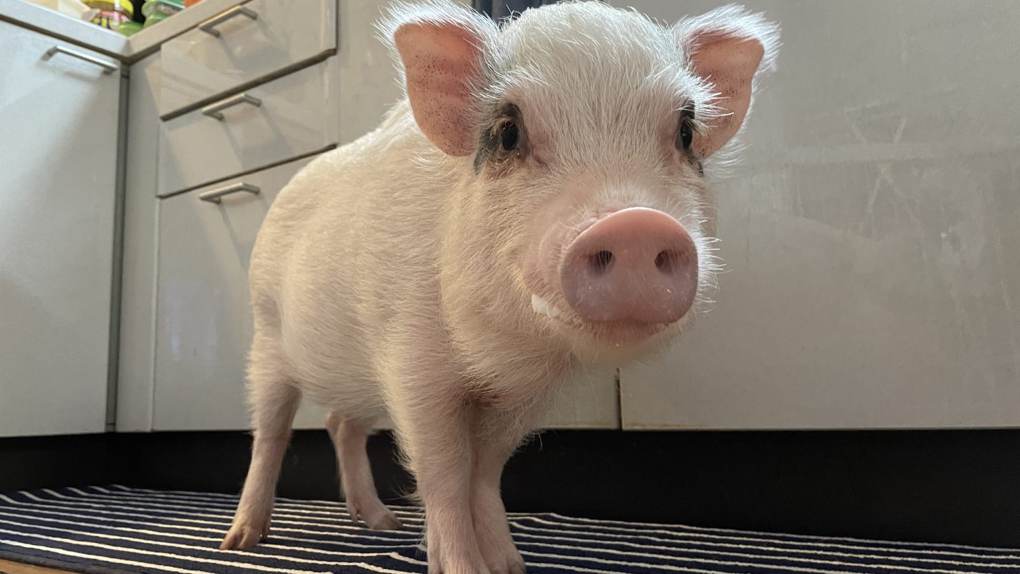 マイクロブタ との暮らし 飼い方 値段 ペットとしての魅力まとめ 暮らし方から物件探し