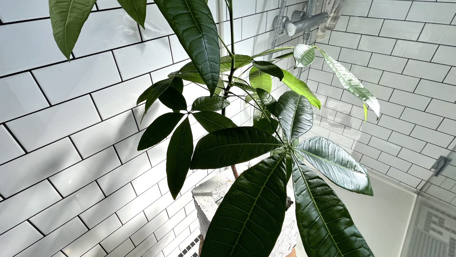 簡単に増やせる観葉植物 パキラ 育て方を知ってお部屋を緑の楽園にしよう 暮らし方から物件探し