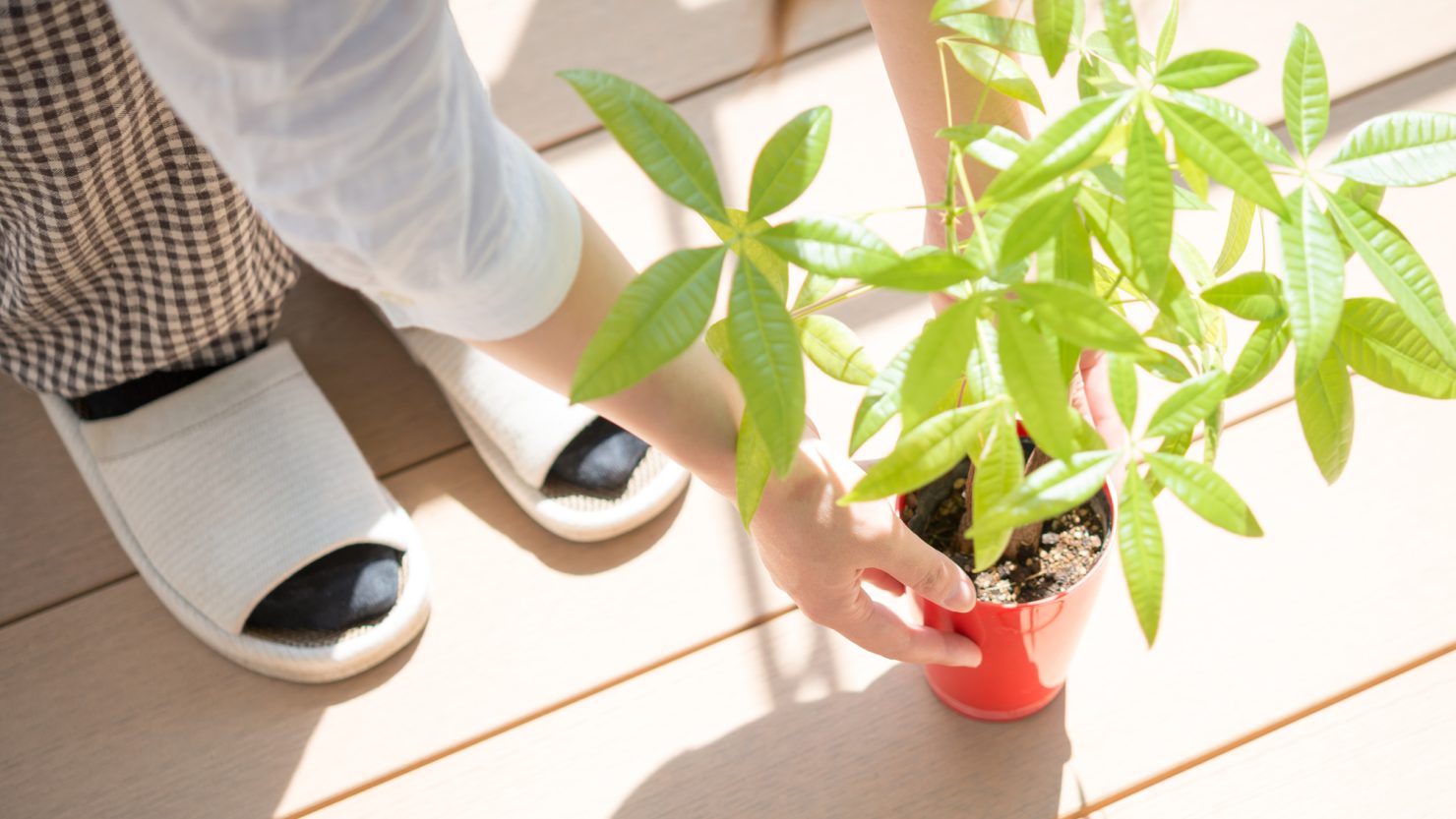 簡単に増やせる観葉植物 パキラ 育て方を知ってお部屋を緑の楽園にしよう 暮らし方から物件探し